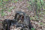 Click to enlarge A little chipmunk on a stump.