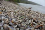 Click to enlarge A lot of little shells.
