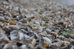 Click to enlarge Tons of little shells.