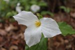 Click to enlarge High Cliff State Park, Wisconsin, United States. White flower.