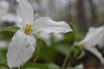Click to enlarge High Cliff State Park, Wisconsin, United States. White flower.