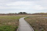 Kohler-Andrae State Park, Wisconsin, United States. Black River Marsh boardwalk.