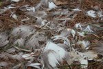 Kohler-Andrae State Park, Wisconsin, United States. Fur and pine needles?