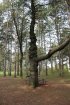 Kohler-Andrae State Park, Wisconsin, United States. Interesting looking tree.