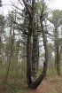 Kohler-Andrae State Park, Wisconsin, United States. Interesting looking tree. Octotree!