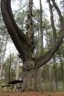 Click to enlarge Kohler-Andrae State Park, Wisconsin, United States. Wicked looking tree.