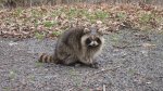 Click to enlarge I found this cute little raccoon on site 37. He let me get really close to take his picture.