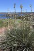 Click to enlarge Cottonwood - Alcova Reservoir, Wyoming, United States.