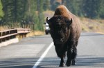 Yellowstone National Park, Wyoming, United States. A Buffalo near East entrance of Yellowstone Park