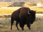Click to enlarge Yellowstone National Park, Wyoming, United States. Bison
