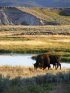 Click to enlarge Yellowstone National Park, Wyoming, United States. Bison grazing
