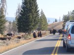 Click to enlarge Yellowstone National Park, Wyoming, United States. Bison on the road.