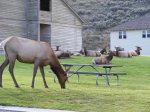 Click to enlarge Yellowstone National Park, Wyoming, United States. Elk in Mammoth Hot Springs