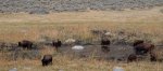 Yellowstone National Park, Wyoming, United States. Roaming Bison.