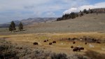 Yellowstone National Park, Wyoming, United States. Roaming Bison.