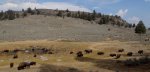 Yellowstone National Park, Wyoming, United States. Roaming Bison.