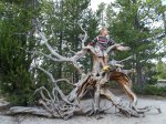 Yellowstone National Park, Wyoming, United States. Yellowstone National Park