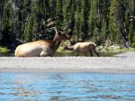 Yellowstone National Park, Wyoming, United States. Yellowstone National Park