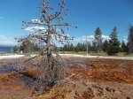 Yellowstone National Park, Wyoming, United States. Yellowstone National Park