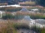 Yellowstone National Park, Wyoming, United States. Yellowstone National Park