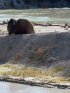 Yellowstone National Park, Wyoming, United States. Yellowstone National Park