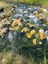 Yellowstone National Park, Wyoming, United States. Yellowstone National Park