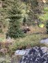 Click to enlarge Grand Teton National Park, Wyoming, United States. Bull moose